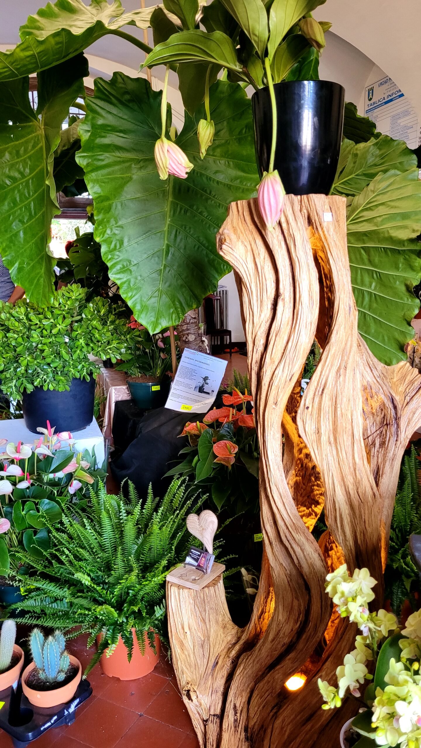 Rękodzieło w wyjątkowej seniorki Roślinnej